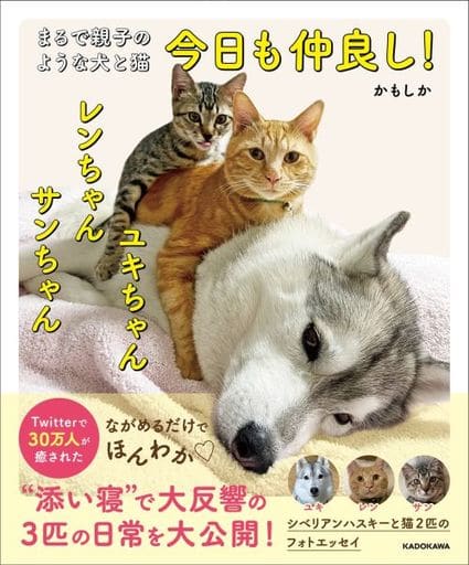 まるで親子のような犬と猫 今日も仲良し! ユキちゃん レンちゃん サンちゃん かもしか