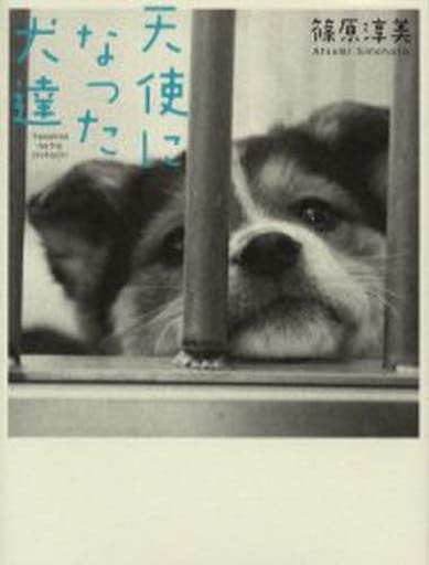 天使になった犬達 篠原 淳美 篠原 恵理奈; 久保 親平