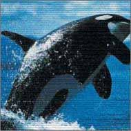 輪唱カノン [CD] ORCA; ORCA