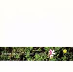 Fate Effects The Surface [CD] Wrong Scale ロング スケール