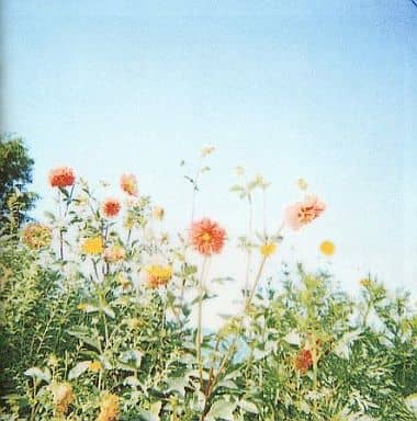 OUR REBEL SONGS~素晴らしきコアレコードの世界~ [CD] オムニバス maybelle はやしいと 残像カフェ Quinka.with a Yawn 空気公団 コモンビル on button down トミーザグレイト KIMONO MY HOUSE; HARCO