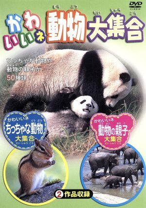 かわいいネ 動物大集合 [DVD] [DVD]