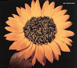 ひまわり [CD] ZIGZO TETSU; ZIGZO