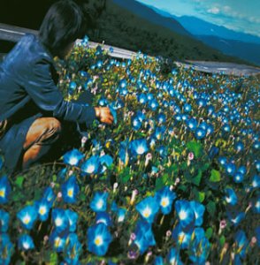 朝顔 (CCCD) [CD] レミオロメン 藤巻亮太; レミオロメン