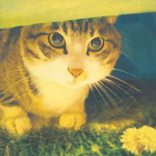 街風 [CD] 音速ライン 藤井敬之; 音速ライン
