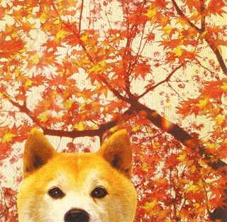 逢瀬川 [CD] 音速ライン