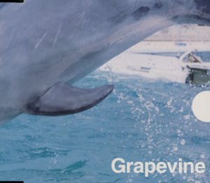 風待ち [CD] GRAPEVINE 田中和将 GRAPEVINE; 根岸孝旨