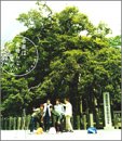 音楽は素晴らしいものだ [CD] キンモクセイ 佐橋佳幸 澤近泰輔; 佐々木良