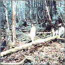 WORLD GROOVE [CD] trf 小室哲哉 YUKI; COZY