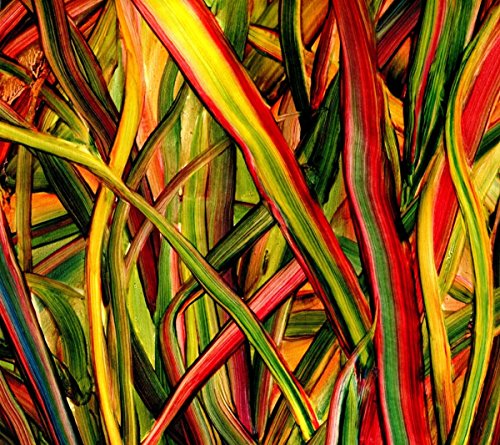 WHERE WILDNESS GROWS [CD] GENGAHR
