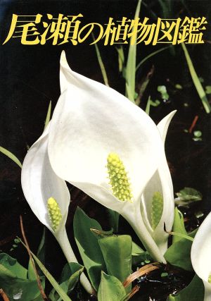 尾瀬の植物図鑑 新井 幸人; 里見 哲夫