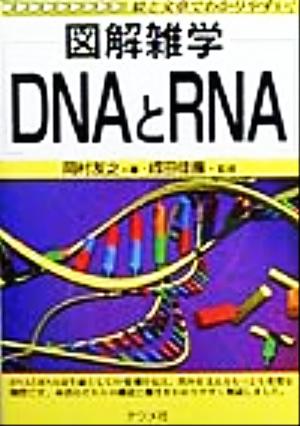 DNAとRNA: 絵と文章でわかりやすい (図解雑学) [May 01， 1999] 岡村 友之; 佳応， 成田